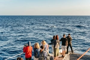 Port d'Alcudia: Soloppgang på havet og båttur med delfinsafari