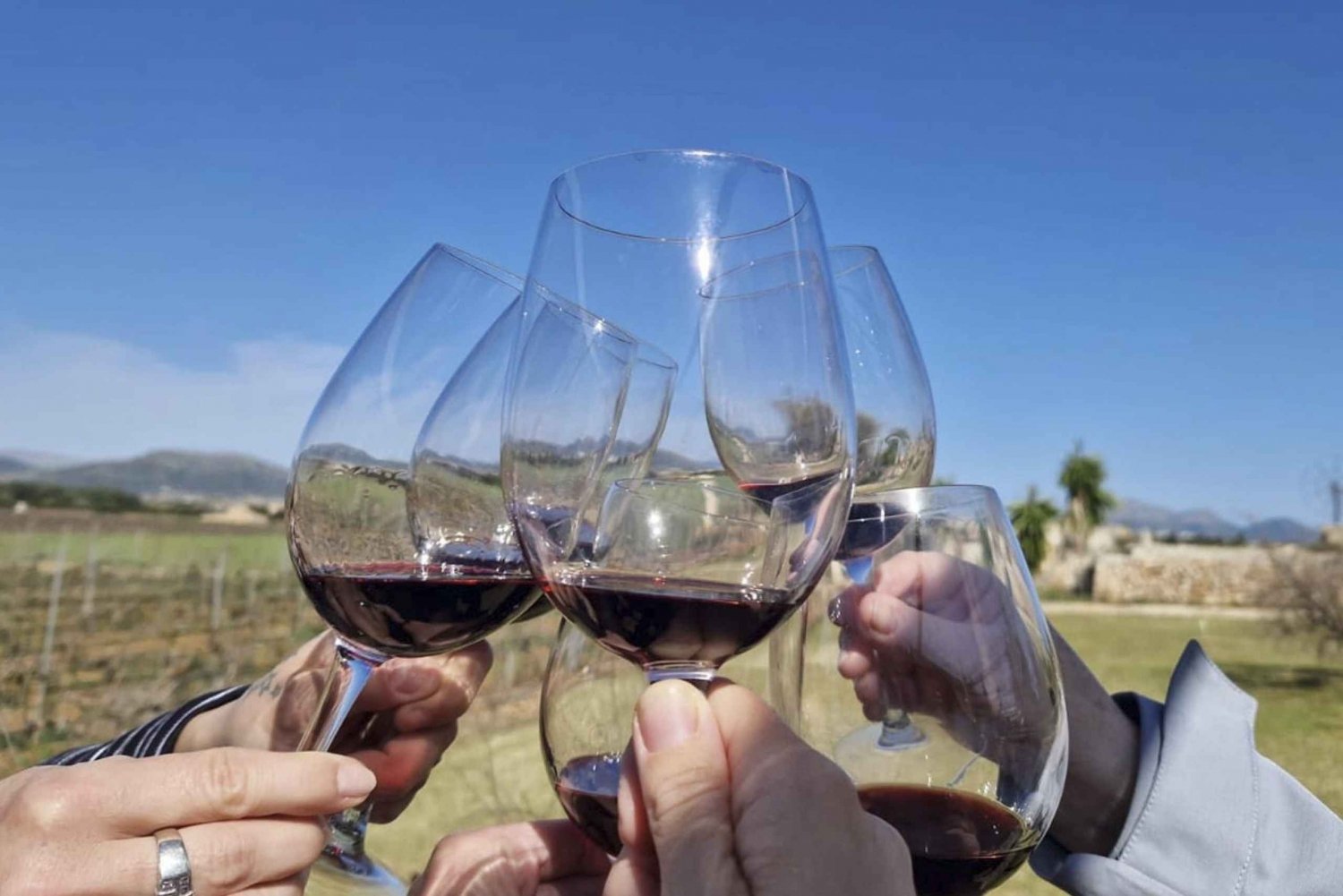 Tour delle cantine di Alcudia: Visita al vigneto, degustazione di 5 vini