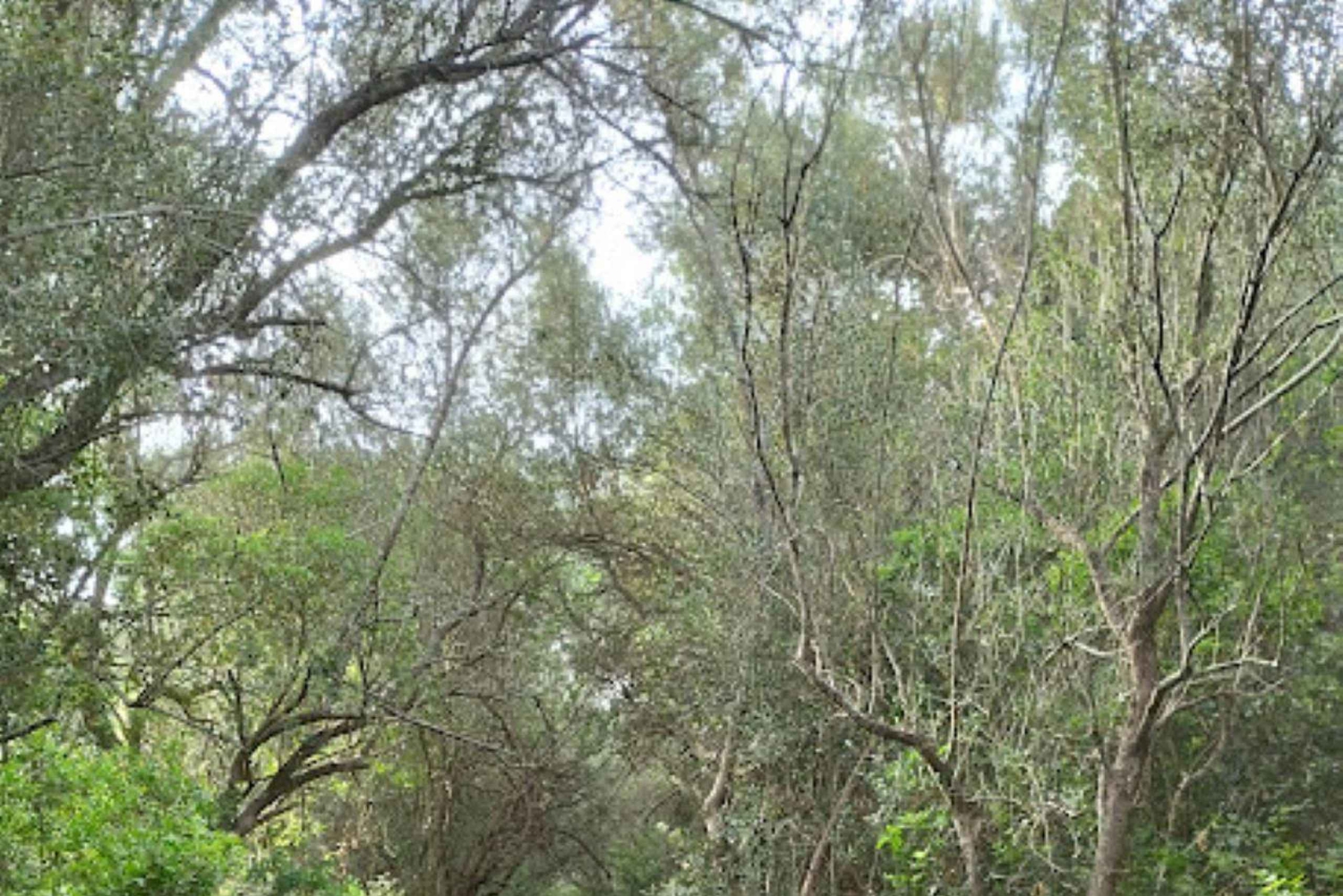 baño de bosque / bany de forêt