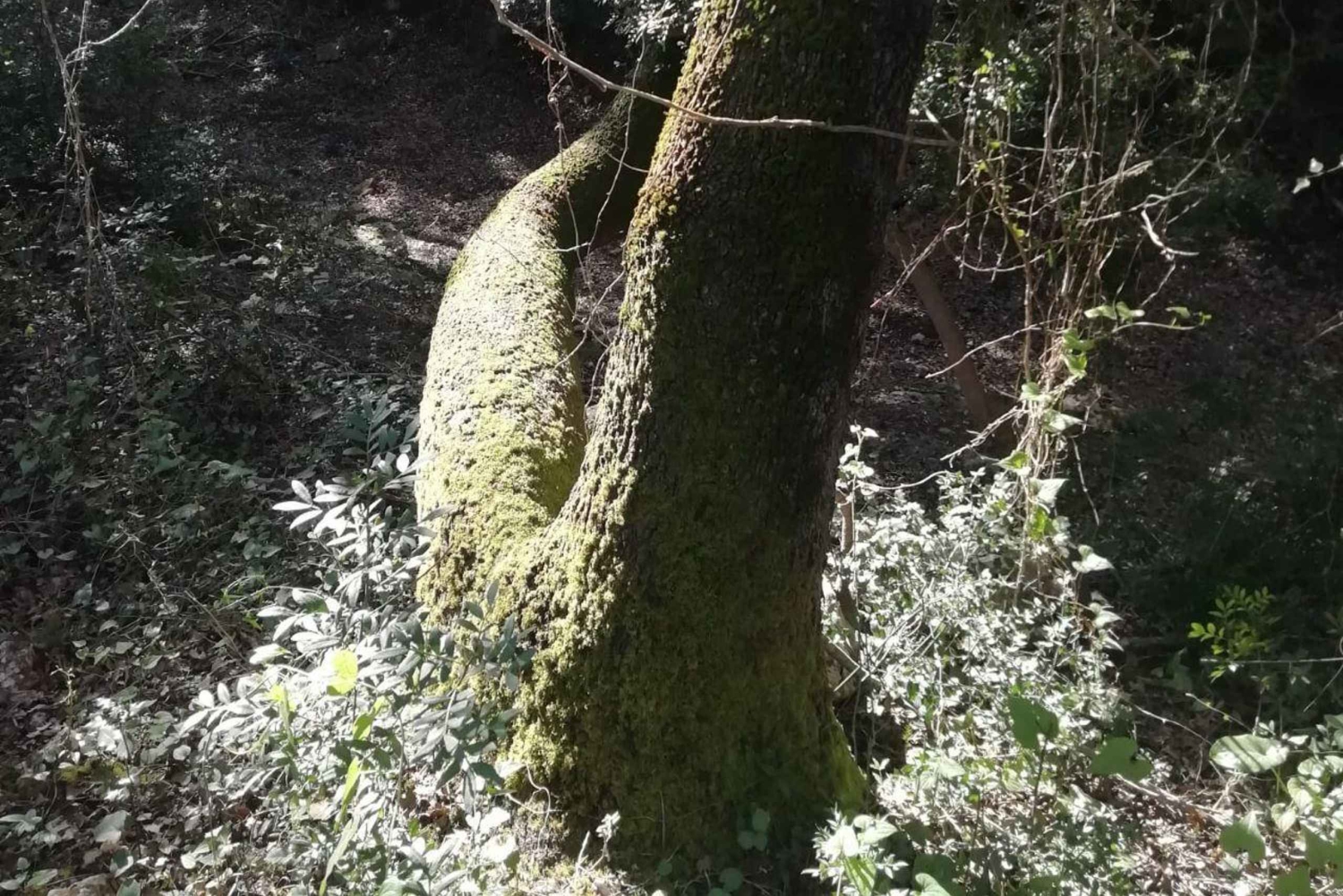 baño de bosque / bany de forêt