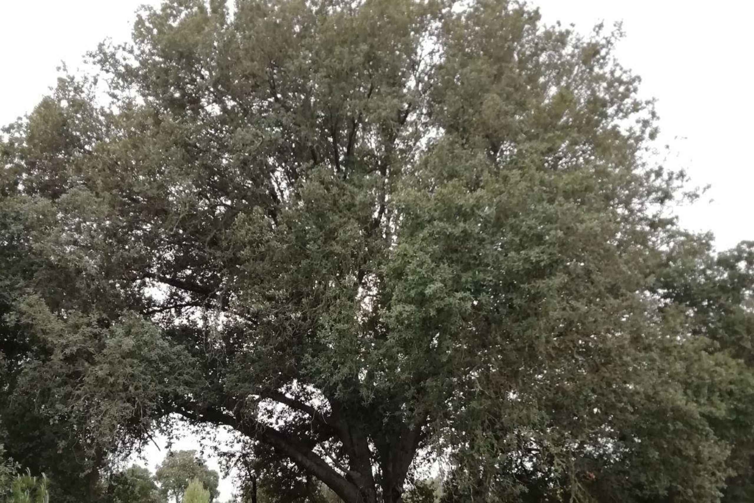 baño de bosque / bany de forêt
