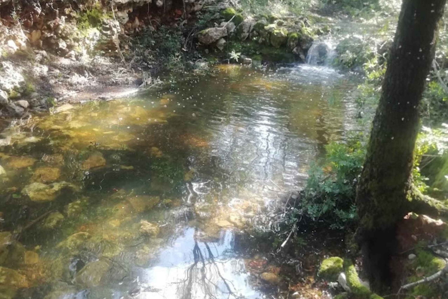 baño de bosque / bany de forêt