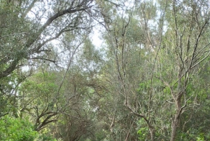 baño de bosque / bany de forêt