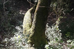 baño de bosque / bany de forêt