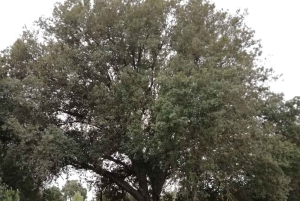 baño de bosque / bany de forêt