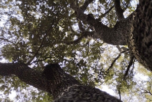 baño de bosque / bany de forêt