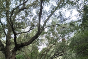 baño de bosque / bany de forêt