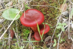 baño de bosque / bany de forêt