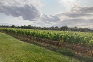 Bodega Butxet vinmarker og vingård guidet tur med smagning