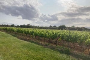 Visita guiada a los viñedos y bodega de Bodega Butxet con degustación