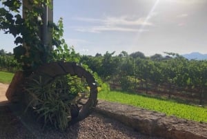 Visita guiada a los viñedos y bodega de Bodega Butxet con degustación