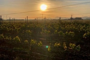 Bodega Butxet wijngaarden en wijnmakerij rondleiding met proeverij