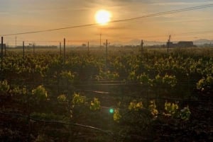 Visita guiada a los viñedos y bodega de Bodega Butxet con degustación