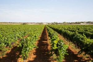 Bodegas Vi Rei: rondleiding door wijngaard en trein met wijnproeverij