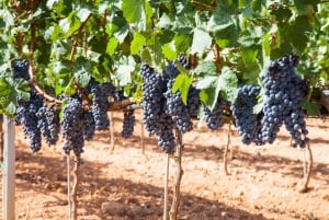 Bodegas Vi Rei: rondleiding door wijngaard en trein met wijnproeverij