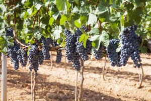 Bodegas Vi Rei: Vineyard and Train Tour with Wine Tasting