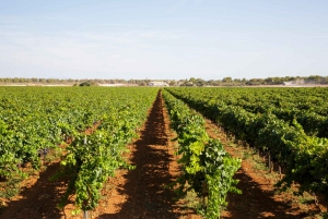 Bodegas Vi Rei: Vineyard and Train Tour with Wine Tasting