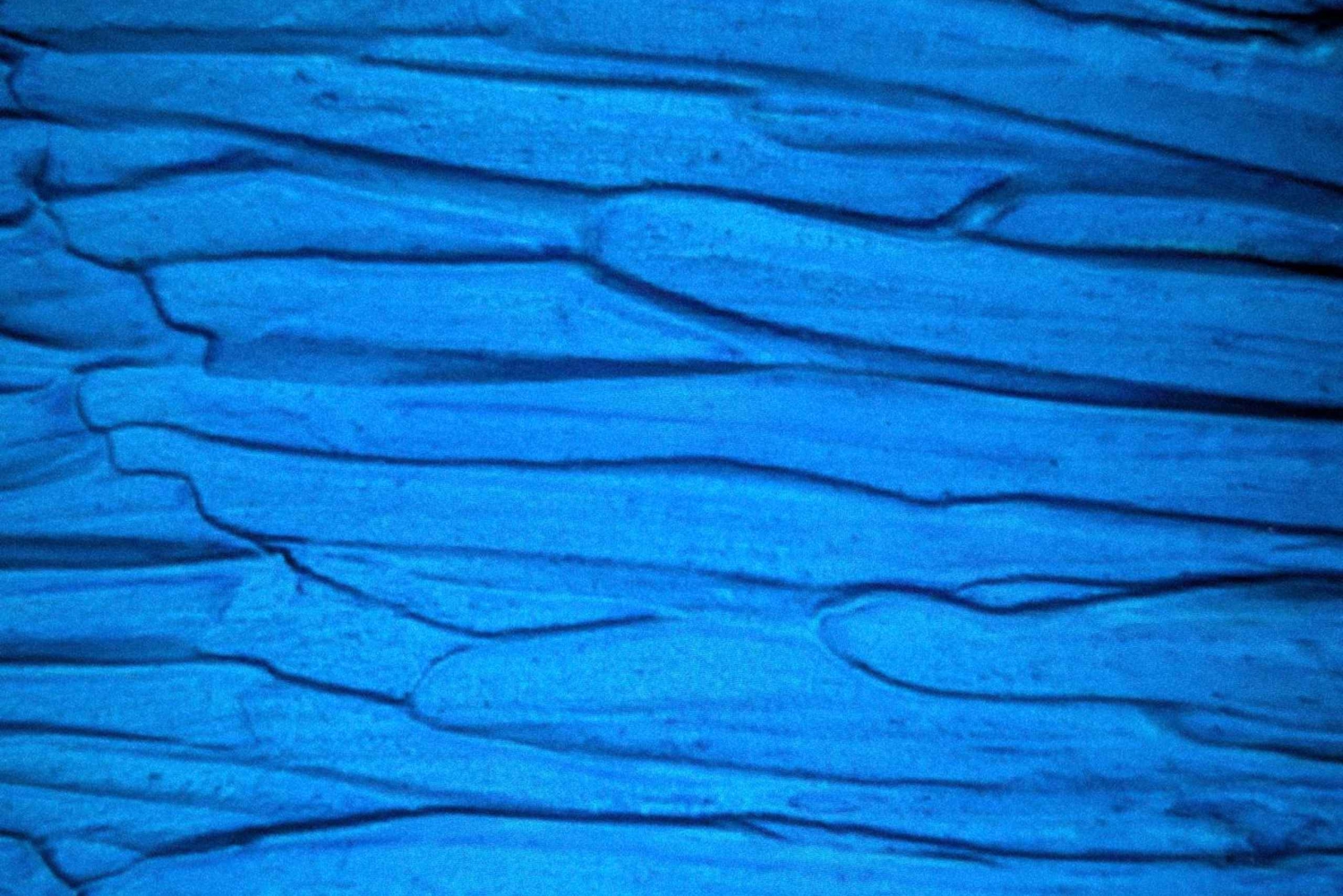 Cala Millor: Cava & Canvas Art Night at Coconut Shack