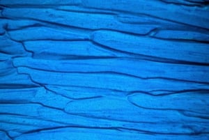 Cala Millor: Cava & Canvas Art Night at Coconut Shack