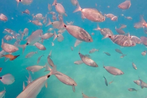 Can Picafort: paseo en barco privado de 2 horas: natación, snorkel y relax