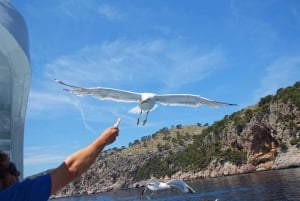 Can Picafort: Båtutflykter längs Mallorcas norra kust