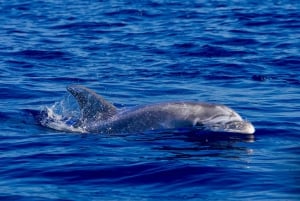 Can Picafort: Tour in barca per l'avvistamento dei delfini con nuoto