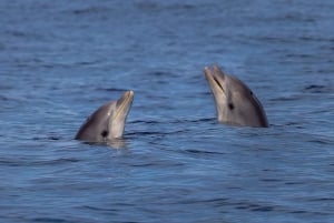 Can Picafort : Tour en bateau pour l'observation des dauphins avec baignade