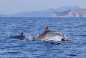 Can Picafort : Tour en bateau pour l'observation des dauphins avec baignade