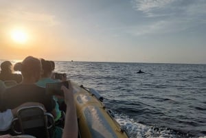 Can Picafort: Dolphin Watching Boat Tour with Swimming