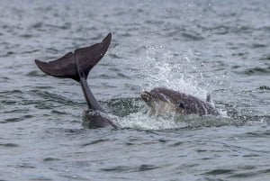 Can Picafort eller Alcudia: Privat båd