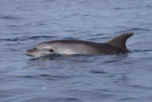 Can Picafort eller Alcudia: Privat båd