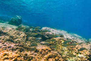 Mallorca: Private Beginner Scuba Dive with Instructor
