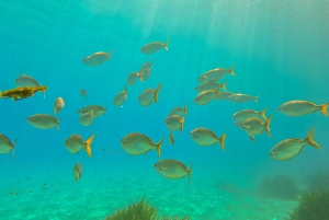 Mallorca: Private Beginner Scuba Dive with Instructor