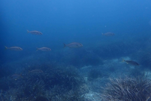 Descubre el submarinismo, ¡buceo para principiantes!