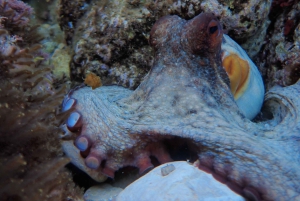 Discover Scuba Diving, mergulho para principiantes!