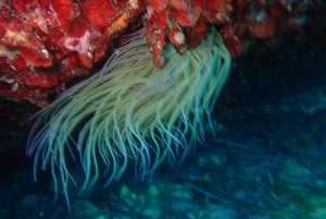 Discover Scuba Diving, mergulho para principiantes!