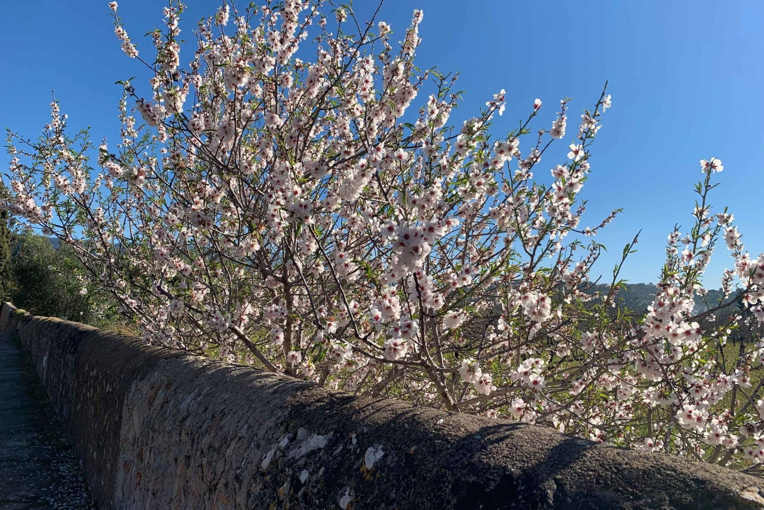 Lass dich vom Zauber der Mandelblüte auf Mallorca verzaubern