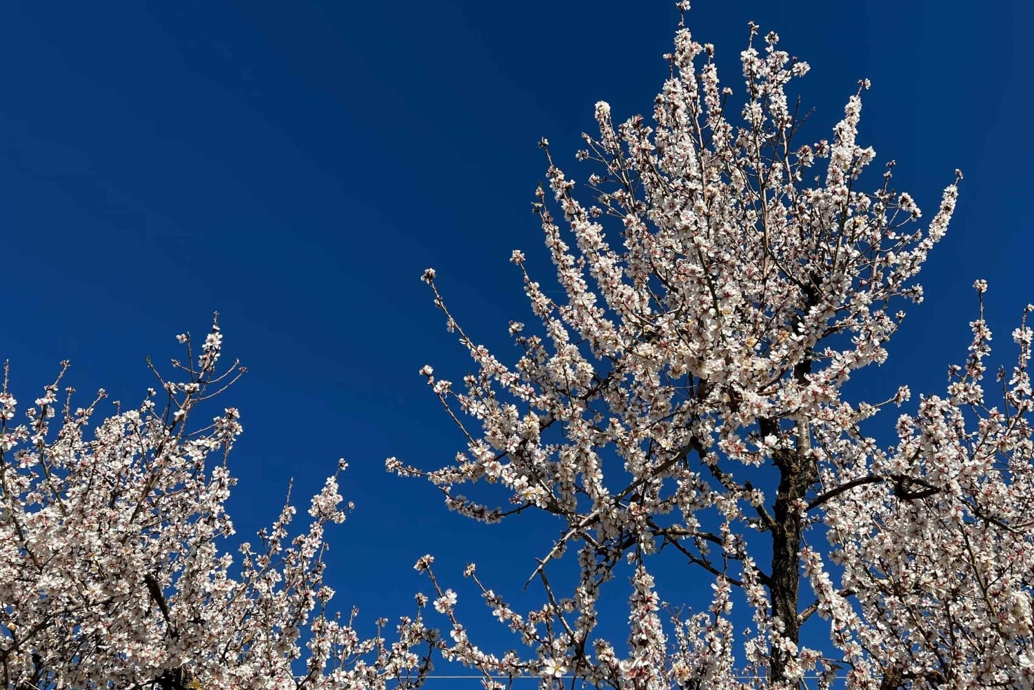 Lass dich vom Zauber der Mandelblüte auf Mallorca verzaubern
