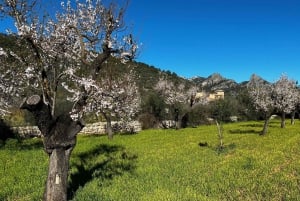 La deg fortrylle av mandelblomstringssesongen på Mallorca