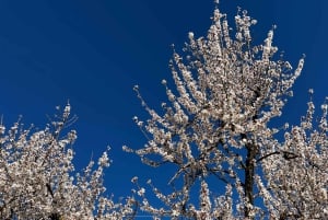 Lass dich vom Zauber der Mandelblüte auf Mallorca verzaubern