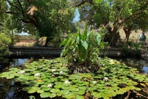 Lass dich vom Zauber der Mandelblüte auf Mallorca verzaubern