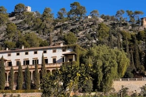 Lass dich vom Zauber der Mandelblüte auf Mallorca verzaubern