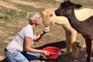 Felanitx, Mallorca: Alpaca's van dichtbij bekijken