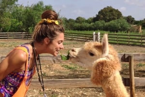 Felanitx, Maiorca: Esperienza di avvicinamento agli alpaca