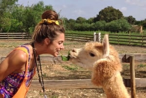 Felanitx, Mallorca: Alpaca's van dichtbij bekijken