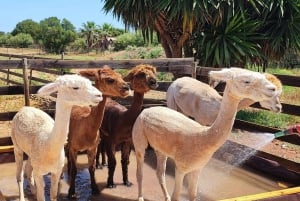 Felanitx, Mallorca: Upplevelse av alpackor på nära håll