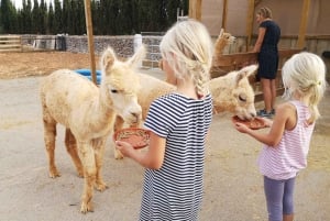 Felanitx, Mallorca: Alpaca's van dichtbij bekijken