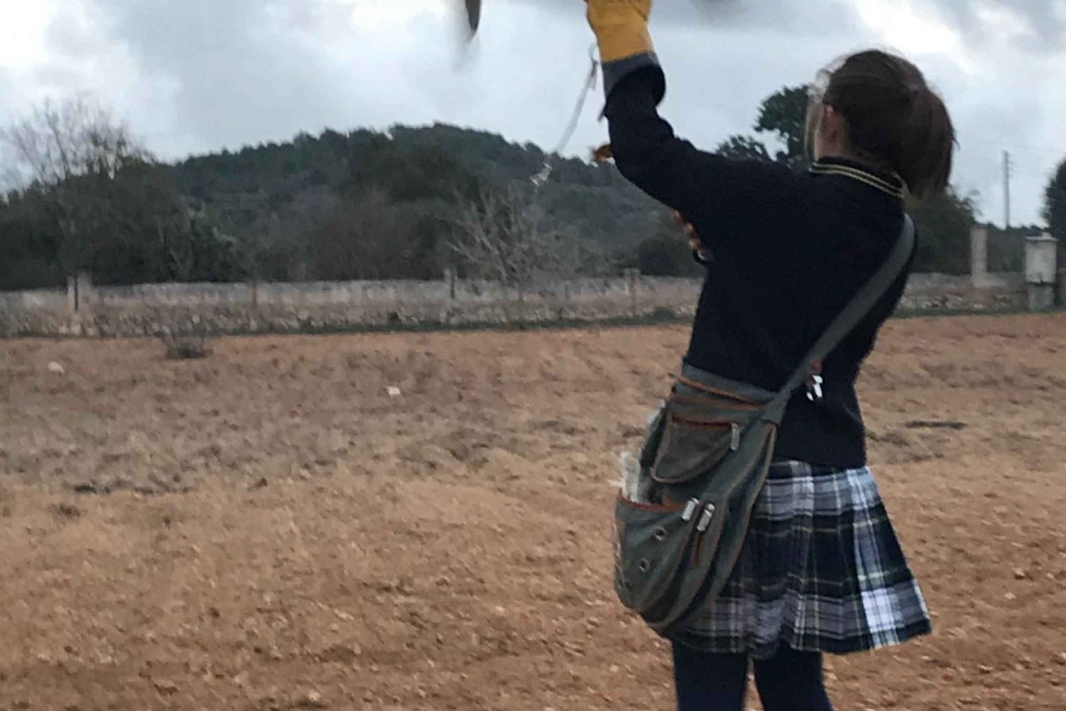 Felanitx, Mallorca: Experience with falcons with aperitif