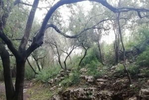 baño de bosque / bany de forêt