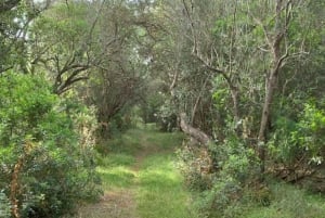 baño de bosque / bany de forêt